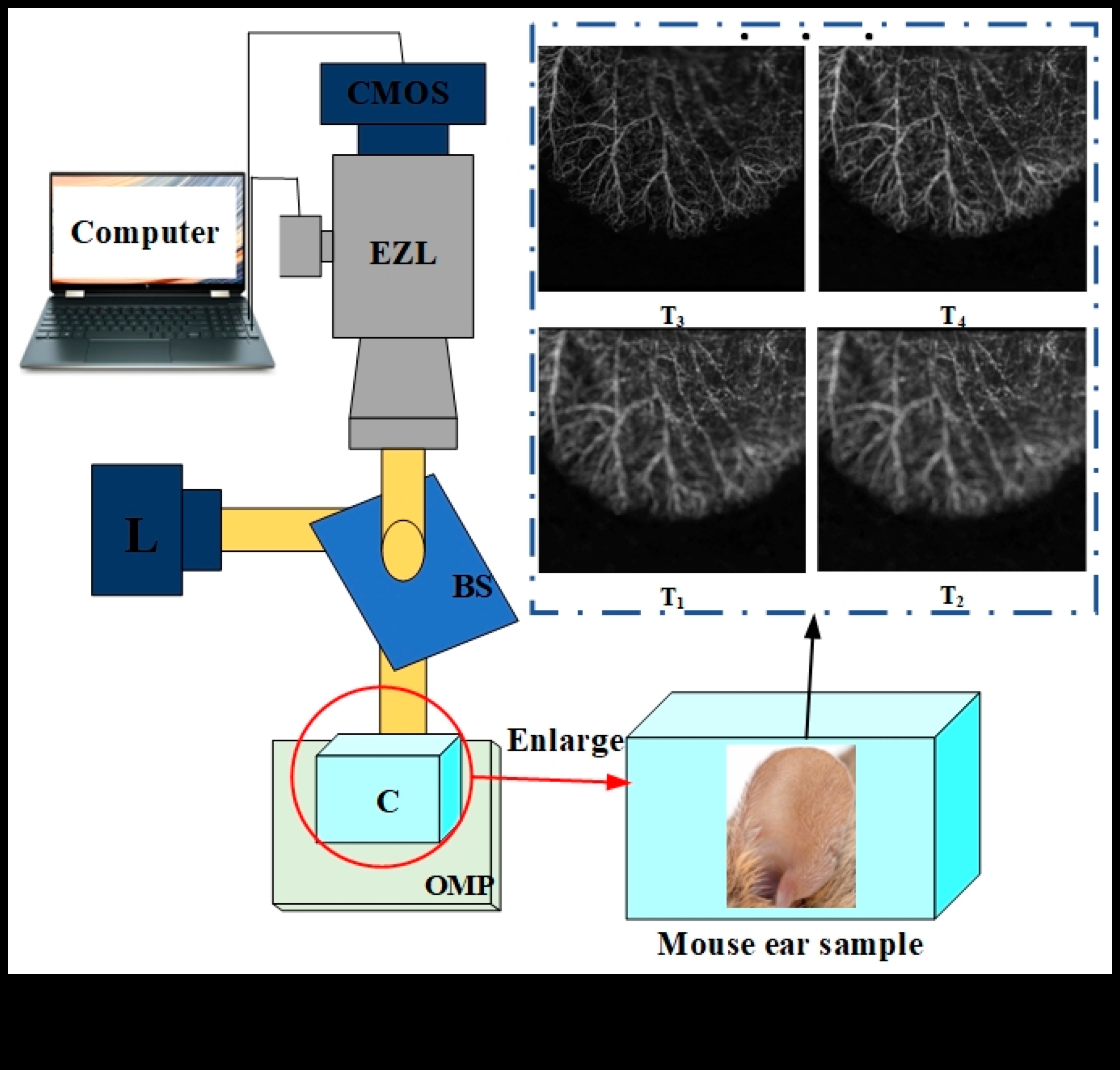 Focus Fusion: מיזוג אומנות עם עדשות מתקדמות