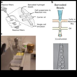 טיפות דינמיות: שליטה בטכניקות ללכידת האלגנטיות של חרוזי מים