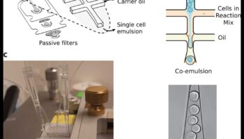 טיפות דינמיות: שליטה בטכניקות ללכידת האלגנטיות של חרוזי מים